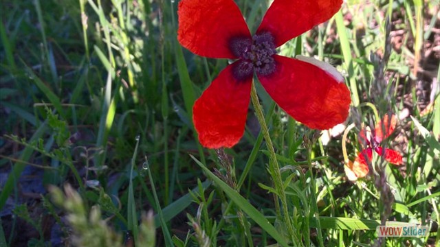 Bild45
